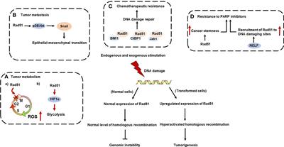The Emerging Roles of Rad51 in Cancer and Its Potential as a Therapeutic Target